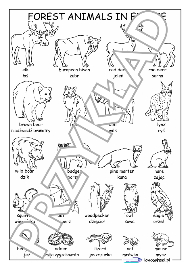 Forest animals in europe - nauka słówek i kolorowanka dla dzieci
